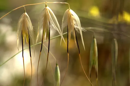 Espiga de avena