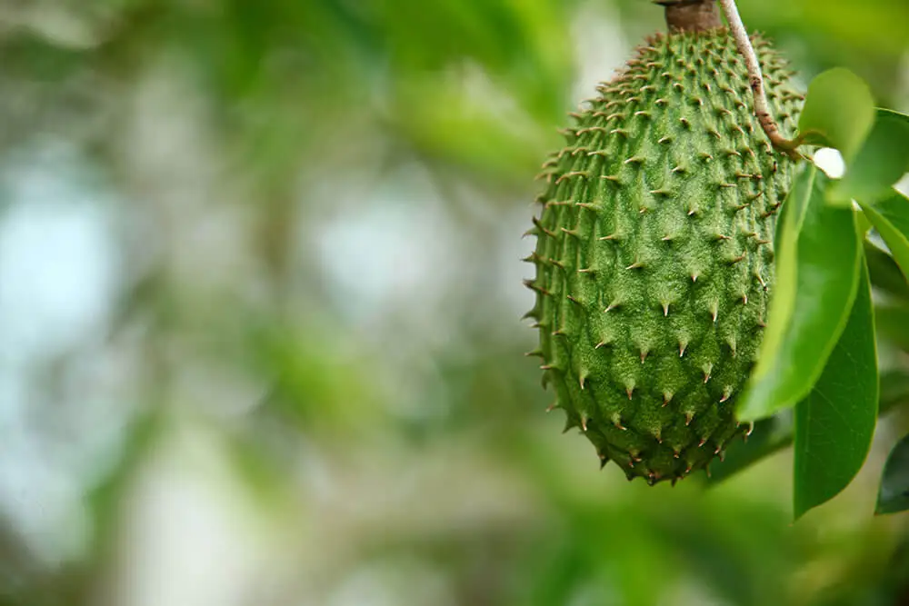 Guanabana