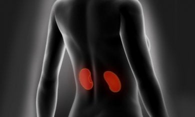 Consejos para limpiar y cuidar los riñones