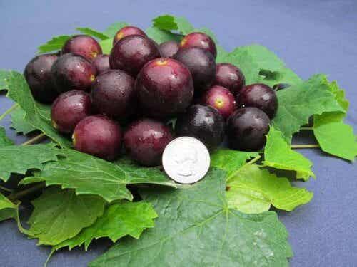 Muscadine: la uva inteligente