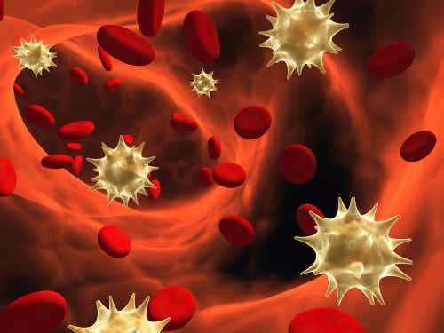 Blood cells in our body