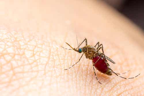 Dengue_Mosquito