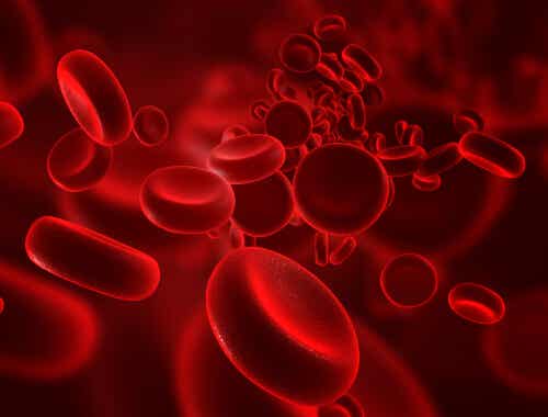 Tips para aumentar los glóbulos rojos naturalmente