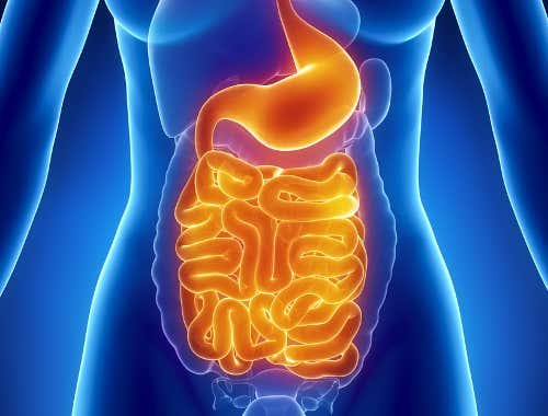 Imagen del sistema digestivo con flora intestinal