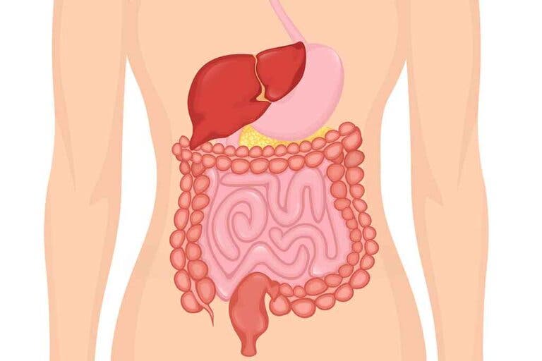 ¿Limpiar el intestino o cuidarlo de forma natural?