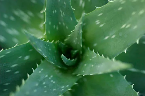 aloe itmpa