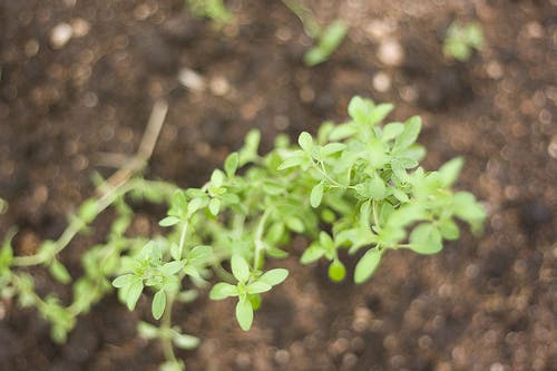 oregano Fernando Stankruns
