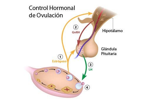 5 alimentos que son reguladores hormonales naturales