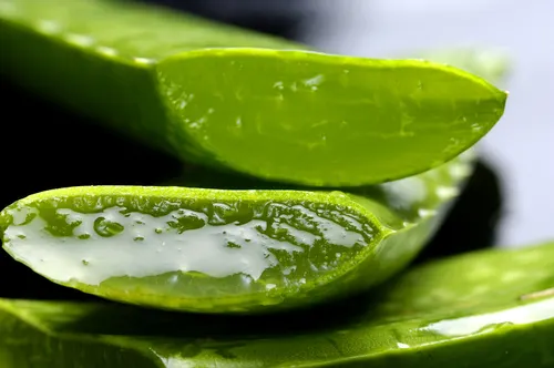 Aloe vera,, remedio para la piel quemada