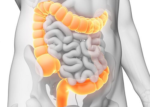 Imagen del colon