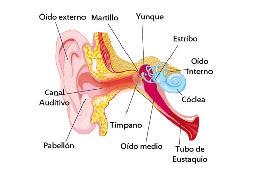 ¿Es recomendable aliviar el dolor de oídos con remedios naturales?