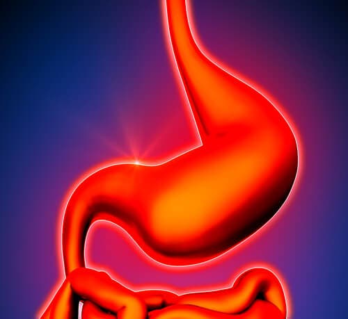 Estomago y uso del jengibre fresco