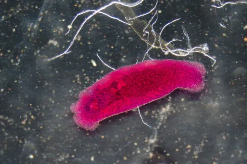 Remedios naturales antiparasitarios