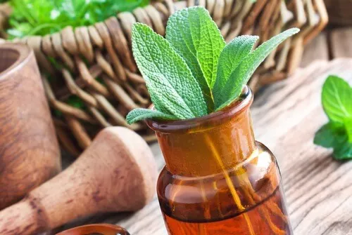 Las 15 mejores hierbas medicinales y sus usos