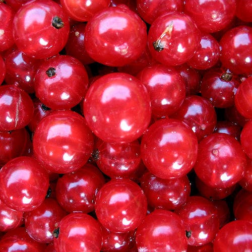 arandano rojo doc(q)man