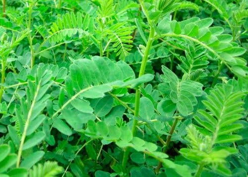 propiedades astrágalo