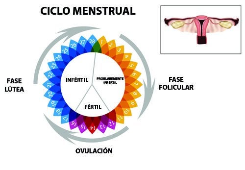 Irregularidades en la menstruación, ¿a qué se deben?