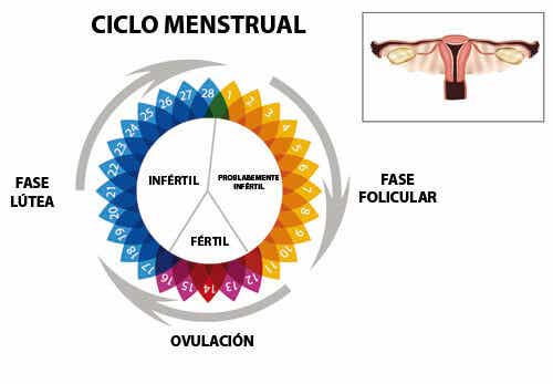Irregularidades en la menstruación, ¿a qué se deben?