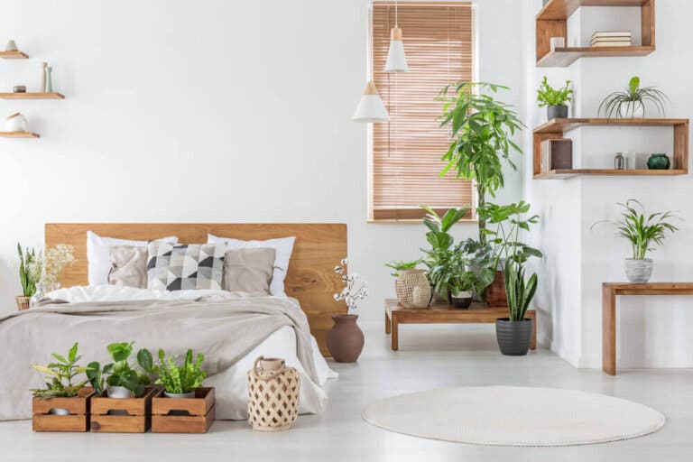 ¿Para qué sirve tener plantas en el hogar?