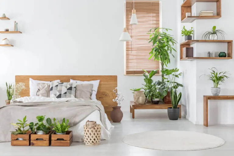 ¿Para qué sirve tener plantas en el hogar?