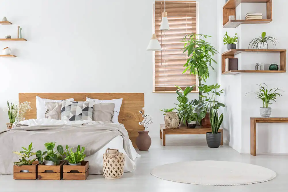 Minimalism with plants