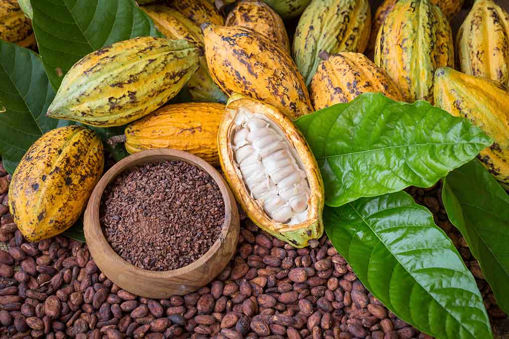 El cacao, un alimento medicinal y un remedio de belleza