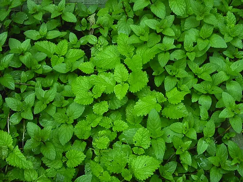 menta wiccked