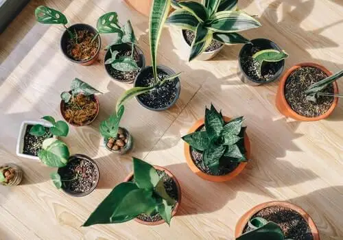 Rośliny. Energetyczne sprzątanie domu