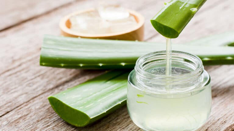 Aloe vera, planta medicinal refrescante y cicatrizante