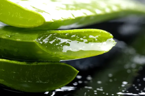Aloe vera para la caída del cabello