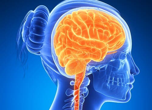 ¿Por qué los frutos secos son buenos para el cerebro?