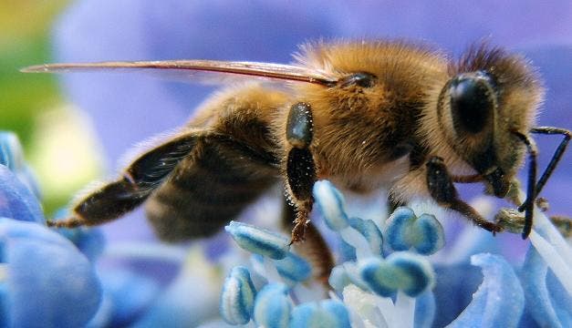 Abeja buscando néctar