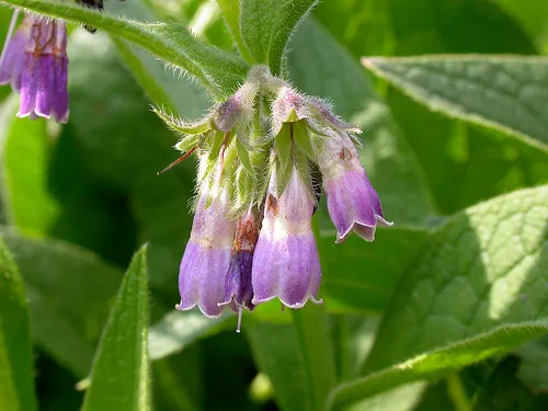 consuelda Matt Lavin