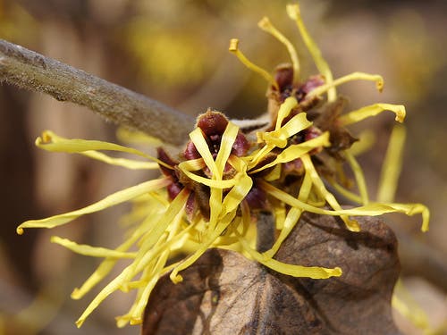 Hamamelis mollis 94-395-A