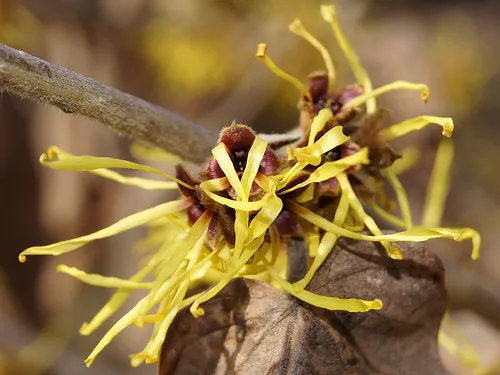 El hamamelis es una de las plantas medicinales para tratar las varices