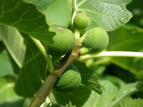 higo verde keepps