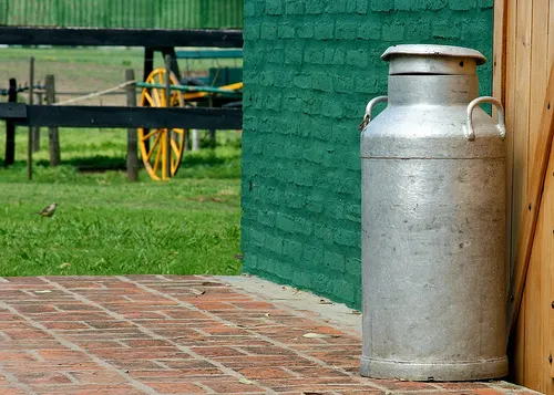 leche sin pasteurizar y la brucelosis