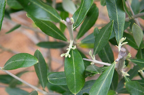 Beneficios de la hoja de olivo para la salud