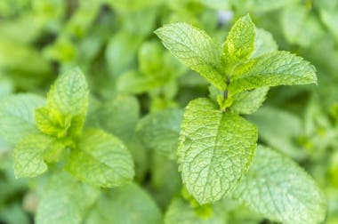 7 propiedades medicinales de la hierbabuena