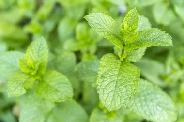 7 propiedades medicinales de la hierbabuena