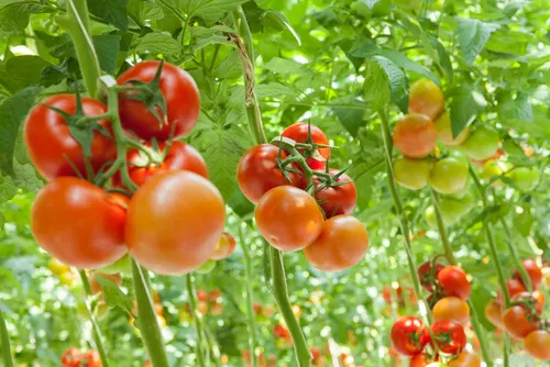 Dieta vegetariana: riesgos y soluciones