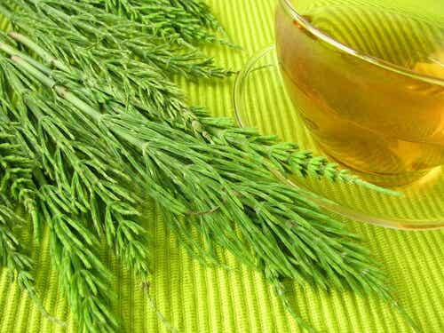 Horsetail infusion.