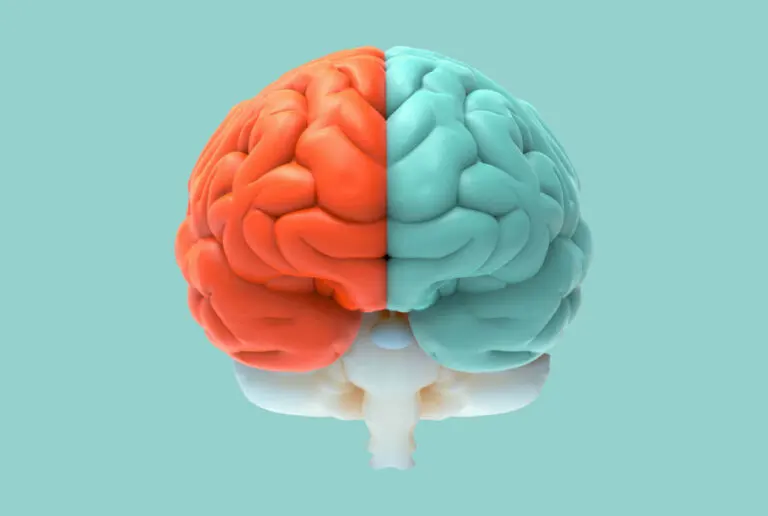 El cerebro: ¿Cuáles son las partes y funciones principales?