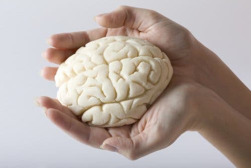 Cerebro en las manos
