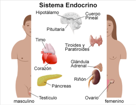 hormonas del cuerpo humano