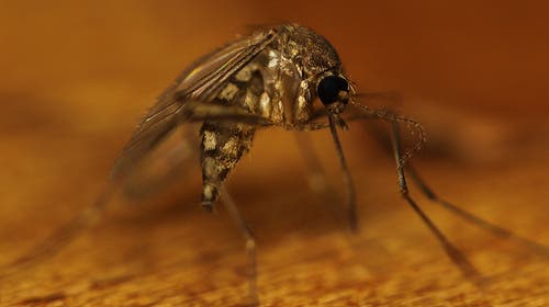 Comezón picadura de mosquito
