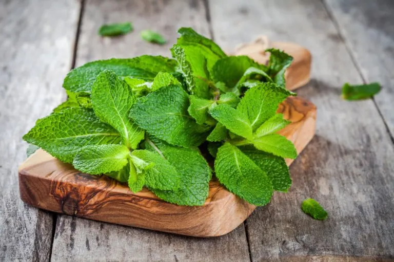 Cómo usar la menta en la cocina