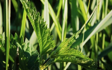 ¿Es cierto que la ortiga sirve para cuidar el cabello?