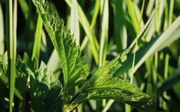 ¿Es cierto que la ortiga sirve para cuidar el cabello?