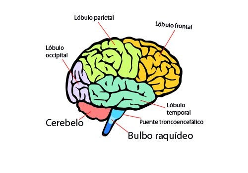 El cerebro: ¿Cuáles son las partes y funciones principales?
